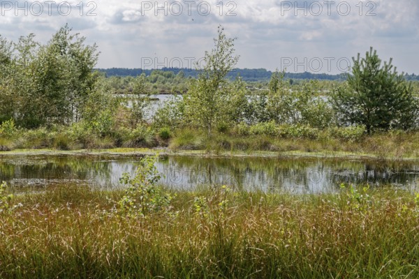 Water areas and marsh plants in the Himmelmoor. Himmelmoor, the largest raised bog in