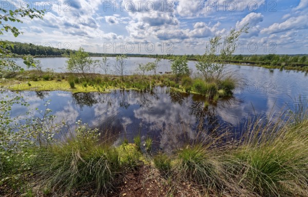Water surface and marsh grass in Himmelmoor. Himmelmoor, the largest raised bog in