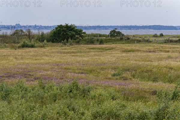 Heath, water areas, marshes, salt marshes and dunes characterise the landscape in the Geltinger