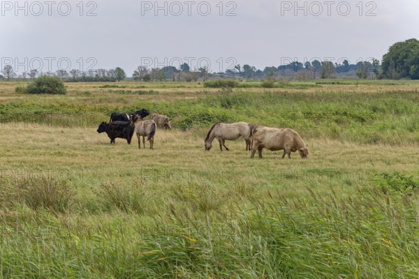 Wild horses of the Konik species and Highland cattle, Galloway, on the pastures of the Geltinger