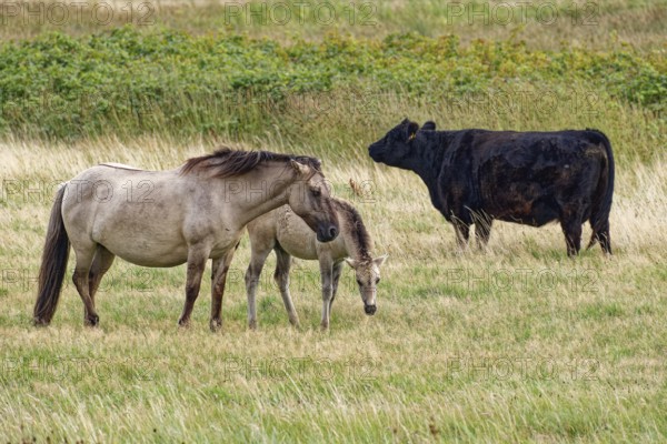 Wild horse of the Konik species with foal and Highland cattle, Galloway, on the pastures of the