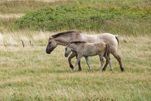Wild horse of the Konik species with foal on the pastures of the Geltinger Birk nature reserve.