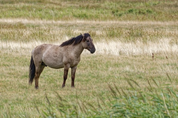 Wild horse of the Konik species on the pastures of the Geltinger Birk nature reserve. Gelting,