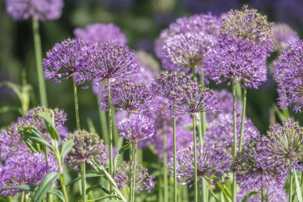 Allium blossom in the district educational garden, Burgsteinfurt, Münsterland, North