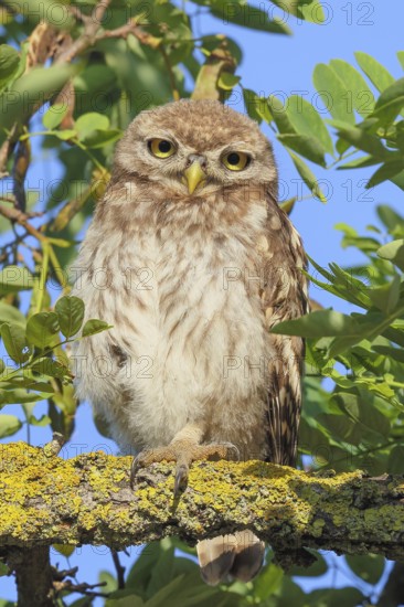 Little owl (Athene noctua) young bird sitting hidden in a tree, endangered bird species in Central