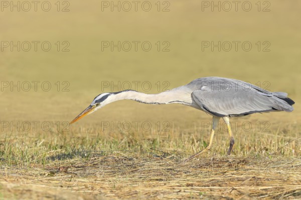 Grey heron (Ardea cinerea), looking for food in a mown meadow, hunting, spring, wildlife, nature