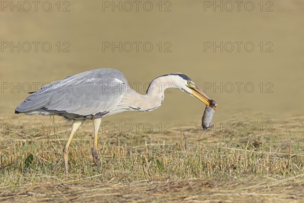 Grey heron (Ardea cinerea), standing with a captured field mouse (Microtus arvalis) in a mown