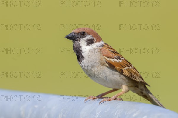 Tree sparrow (Passer montanus), sitting on a galvanised pipe, wildlife, animals, birds, sparrow,