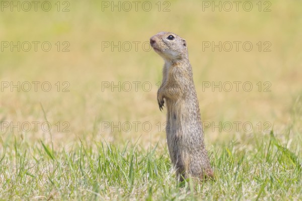 European ground squirrel (Citellus citellus), adult animal standing at attention in meadow,