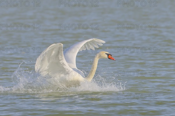 Mute swan (Cygnus olor) in flight, lands in the water, wildlife, animals, swan, Lake Neusiedl