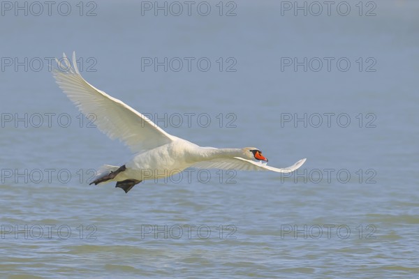 Mute swan (Cygnus olor) in flight, wildlife, animals, swan, Lake Neusiedl National Park, Seewinkel,