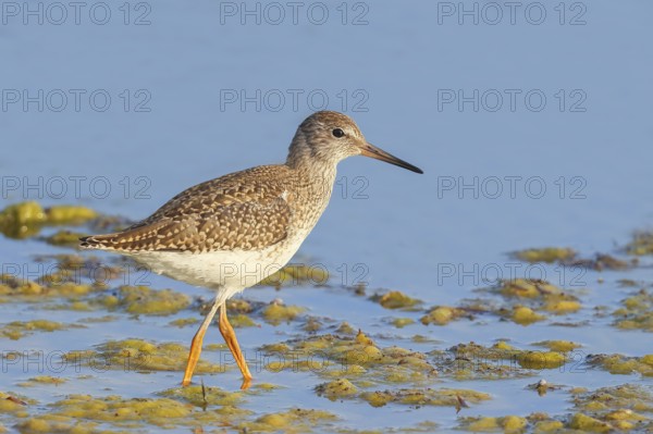 Wood Sandpiper (Tringa glareola) looking for food, standing in shallow water, wildlife, animals,