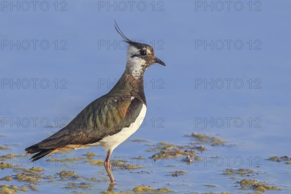 Lapwing (Vanellus vanellus) adult bird foraging in shallow water, wildlife, animals, birds, plover