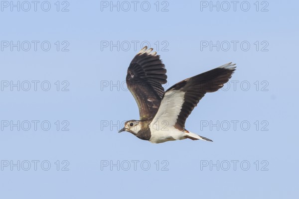 Lapwing (Vanellus vanellus) adult bird in flight, wildlife, animals, birds, plover family, Ziggsee,
