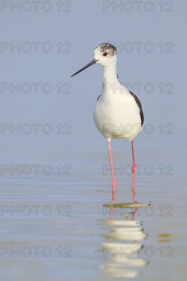 Black-winged Black-winged Stilt (Himantopus himantopus), male standing in shallow water, Wildlife,