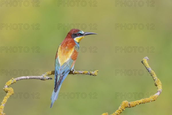 Bee-eater (Merops apiaster) sitting on a branch, male, breeding, wildlife, mating, migratory bird,