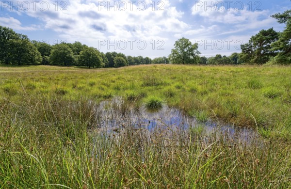 Raised bog in the Störkathener Heide, nature reserve Heideflächen near Kellinghusen, near