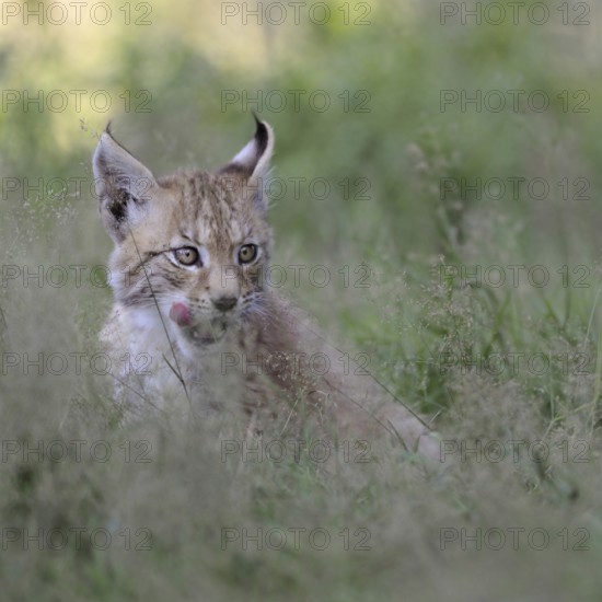 Licking tongue... Eurasian lynx (Lynx lynx), young lynx sitting in high grass, licking with tongue,