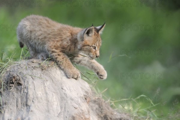 Playful... Eurasian lynx (Lynx lynx), young lynx training, practising his strength and dexterity on