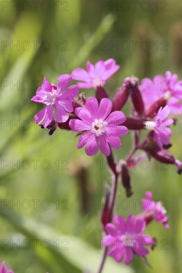 Red campion (Silene dioica), close-up of a flower in a meadow, Wilnsdorf, North Rhine-Westphalia,