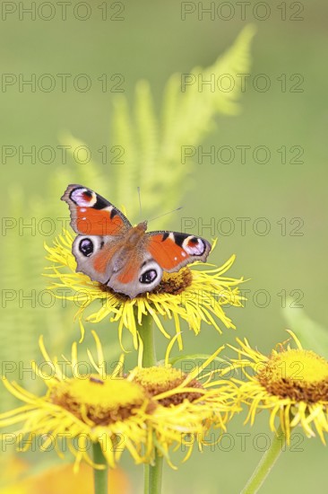 Peacock butterfly (Aglais io), on a yellow flower of a Great Telekie (Telekia speciosa), Wilnsdorf,