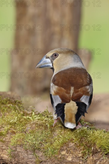 Hawfinch (Coccothraustes coccothrautes), on a branch in the forest, Wilnsdorf, North