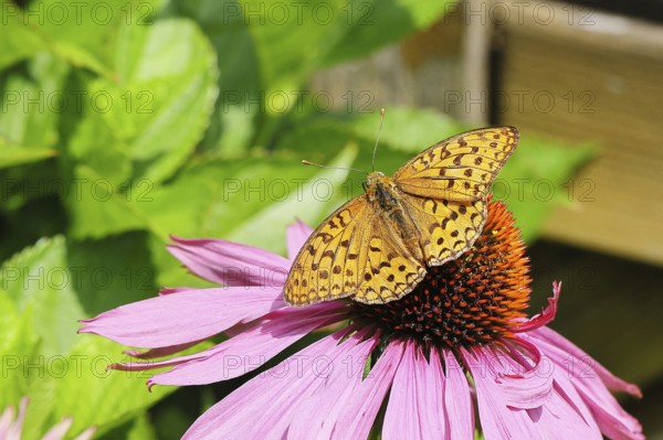 Emperor's Cloak (Argynnis paphia), sitting on a purple coneflower or red coneflower (Echinacea