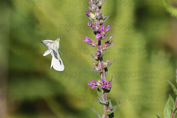 Lemon butterfly (Gonepteryx rhamni) landing on the flower of purple loosestrife (Lythrum