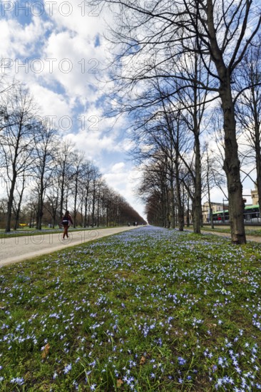 Blue stars, Scilla, walkers in the Herrenhäuser Allee, Georgengarten, Herrenhäuser Gärten,