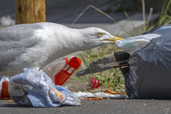 Bird nuisance by herring gull tearing up rubbish bag and feeding on trash, household refuse and