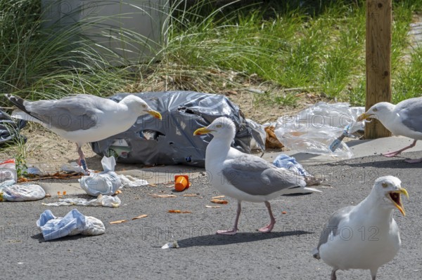 Bird nuisance by herring gulls tearing up rubbish bag and feeding on trash, household refuse and