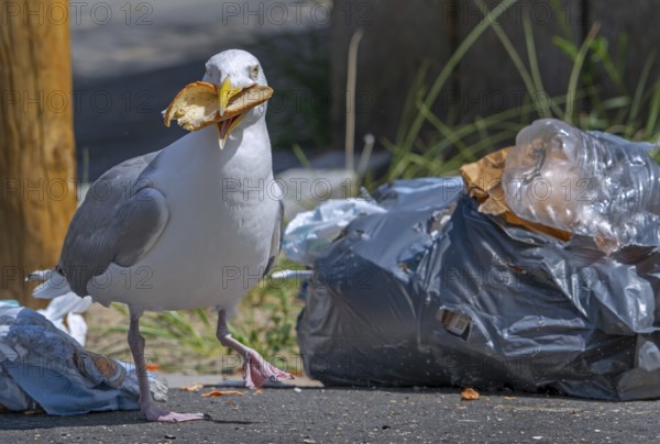 Herring gull with bread in beak from rubbish bag, feeding on trash, household refuse and garbage