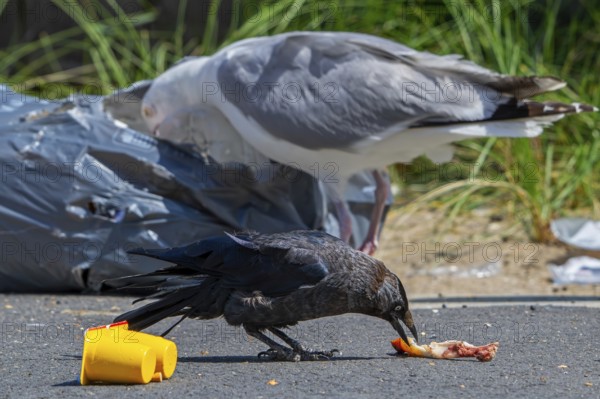 Bird nuisance by jackdaw and herring gull tearing up rubbish bag and feeding on trash, household