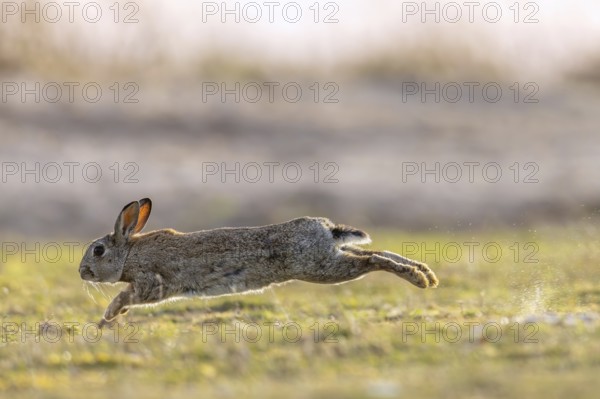 European rabbit, common rabbit (Oryctolagus cuniculus) running through wet grass in the dunes at