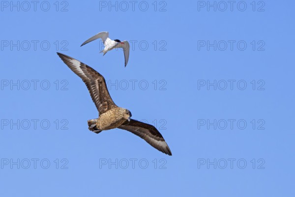 Great skua (Stercorarius skua) and tern in flight soaring against blue sky in summer