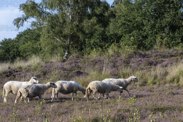 Bentheimer Landschafe (Ovis gmelini), Emsland, Lower Saxony, Germany