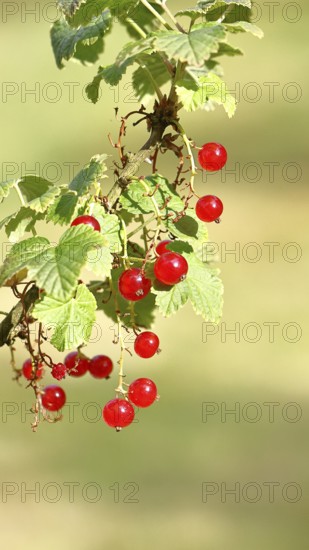 Redcurrant (Ribes rubrum), ripe berries on a bush in a garden, Wilnsdorf, North Rhine-Westphalia,
