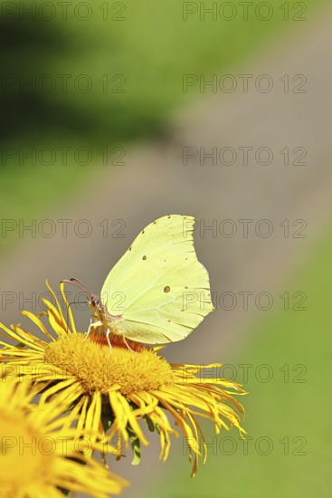Lemon butterfly (Gonepteryx rhamny) on a yellow flower of a Great Telekie (Telekia speciosa),