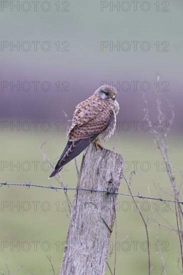 Kestrel (Falco tinnunculus), on a pasture fence post, Bieslicher Insel, Lower Rhine, North