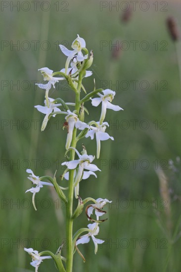 Greater butterfly-orchid (Platanthera chloranta), Orchid of the Year 2025, in a meadow, Wilnsdorf,