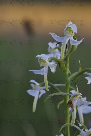 Greater butterfly-orchid (Platanthera chloranta), Orchid of the Year 2025, in the evening light in