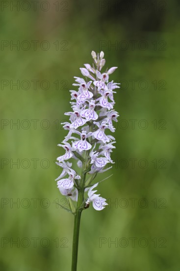 Moorland spotted orchid (Dactylorhiza maculata), inflorescence, close-up, Wilnsdorf, North