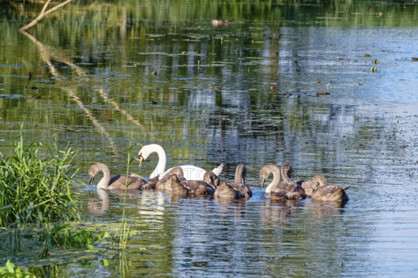 A swan with young on the River Trave in Brenner Moor. The Brenner Moor is a salt marsh, FFH area,