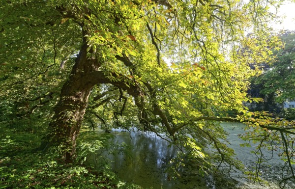A gnarled tree, an old chestnut tree by a pond in Brenner Moor, . The Brenner Moor is a salt moor,