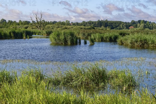 Water surface of the Trave in the Brenner Moor. The Brenner Moor is a salt moor, FFH area, in the