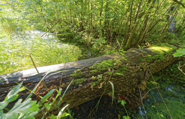 A decayed tree trunk overgrown with moss above a ditch in the Brenner Moor. The Brenner Moor is a
