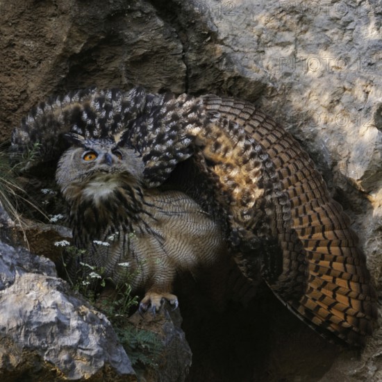 Defence posture... European Eagle Owl (Bubo bubo), young owl raises its wings to a wheel to appear