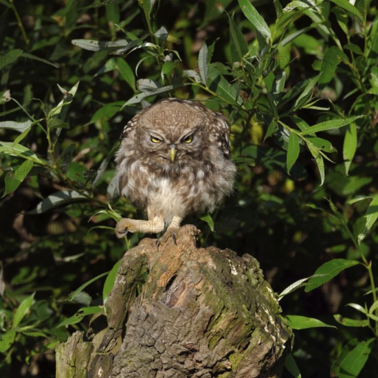 Here I am the boss... Little owl (Athene noctua), owl clenches its fist and bangs on the table,