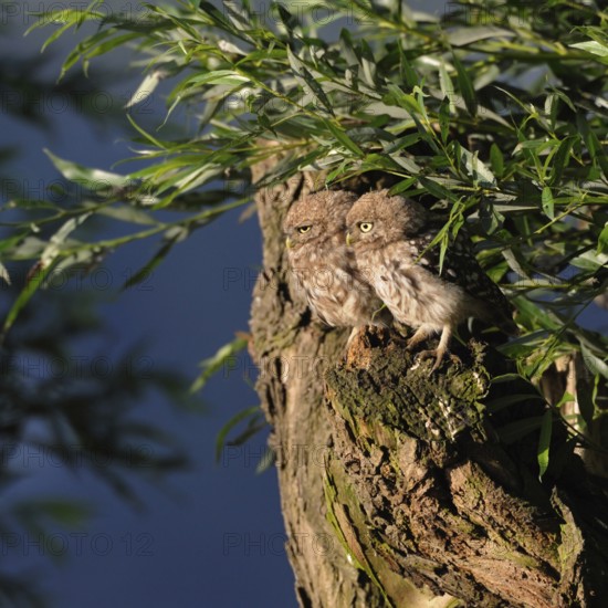 Siblings... Little owls (Athene noctua), young birds, branchlings exploring in the early morning