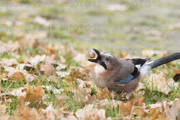Eurasian Jay (Garrulus glandarius) in a meadow with autumn leaves holding an acorn in its beak,